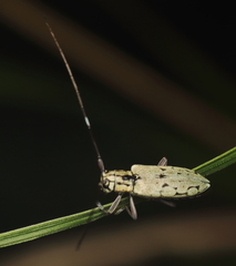 Prosopocera maculosa