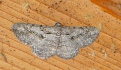 Iridopsis vellivolata