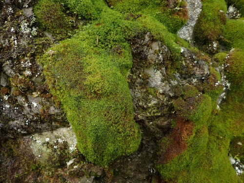 Amphidium californicum observed 2025-11-08