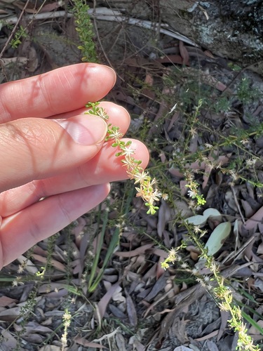 Bridal Daisy Bush (Olearia microphylla)