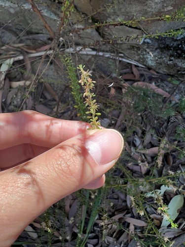 Olearia microphylla, photograph 2