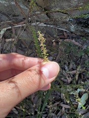 Olearia microphylla, photograph (c) Toby Jin, some rights reserved (CC BY)