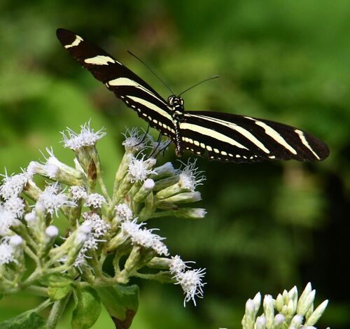 Zebra Longwing