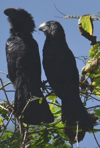 Smooth-billed Ani