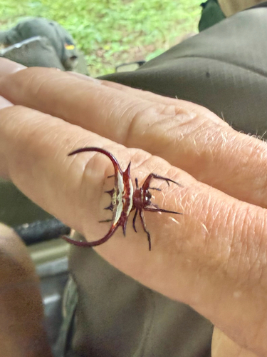 Scimitar-horn Kitespider