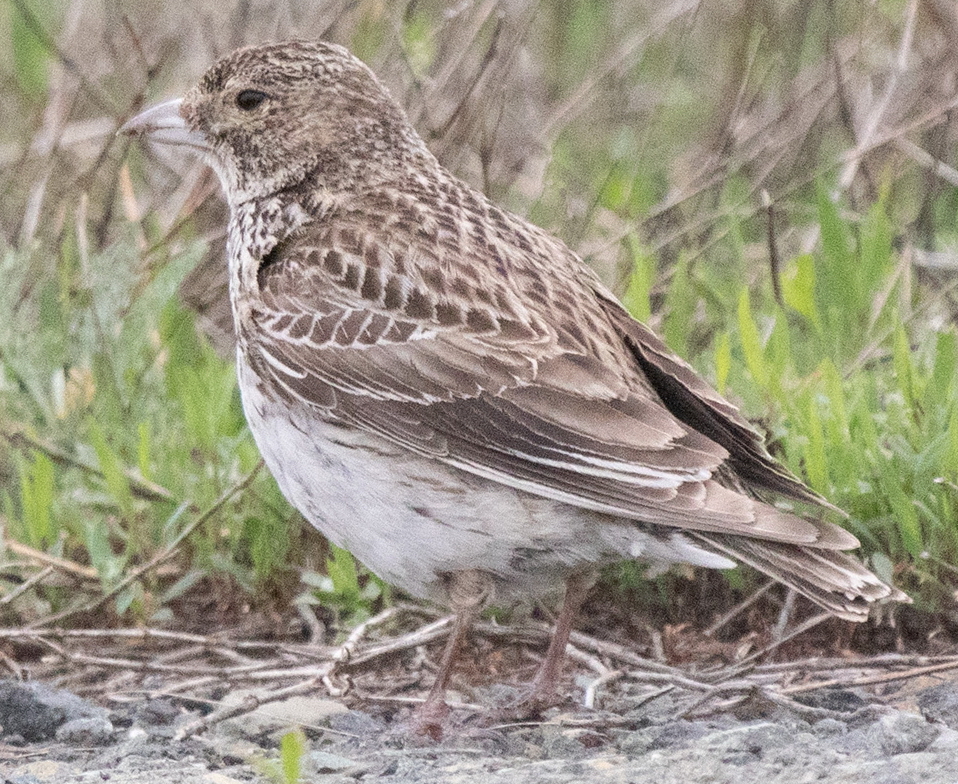 Black Lark