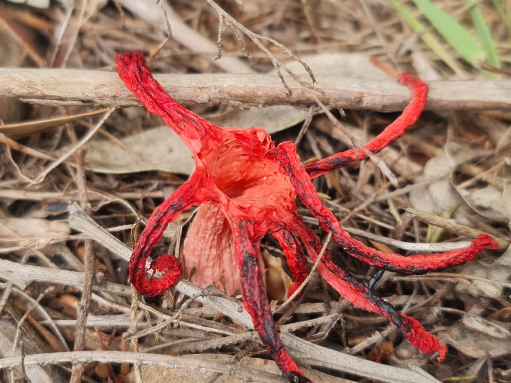 Clathrus archeri · December 2025 · photo: © lek (iNaturalist, cc-by)