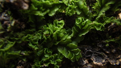 Fossombronia himalayensis