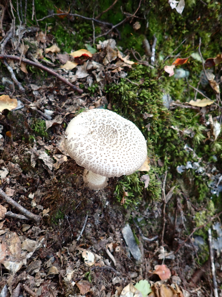 Amanita australis · December 2025 · photo: © nicnation (iNaturalist, cc-by)