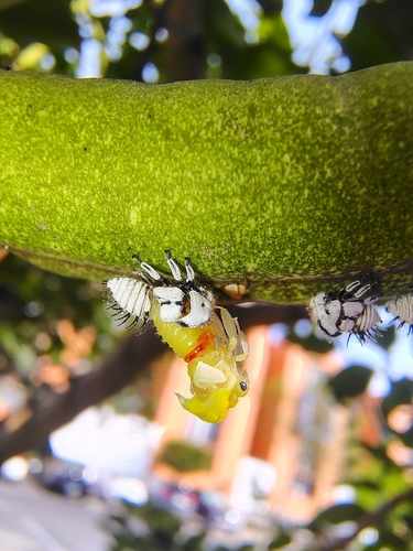 Mexican Treehopper