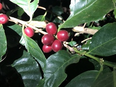 Coffea