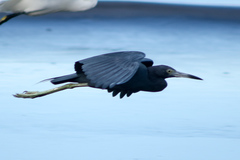 Egretta caerulea