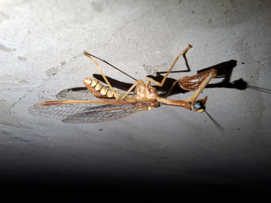 Eumantispa taiwanensis