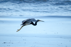Egretta tricolor
