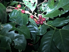 Coffea