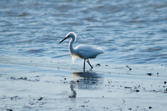 Egretta thula