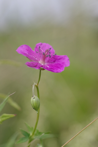 Geranium soboliferum iNat (3)