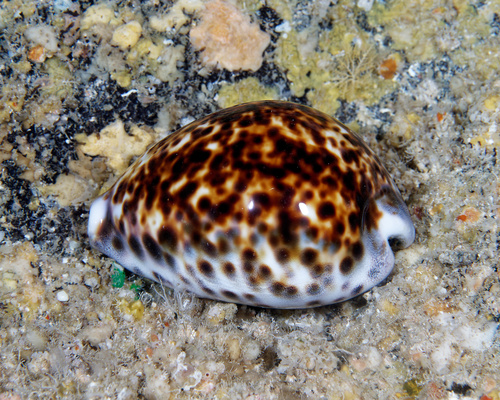 Cypraea tigris observed 2025-12-13