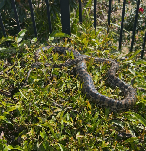 Coastal Carpet Python sighting