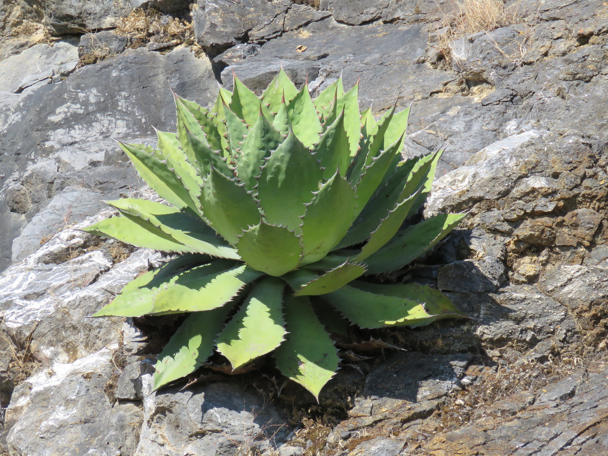 Agave cupreata  iNaturalist