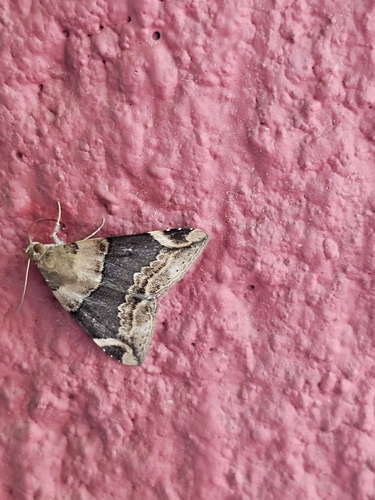 Lienard's Achaea