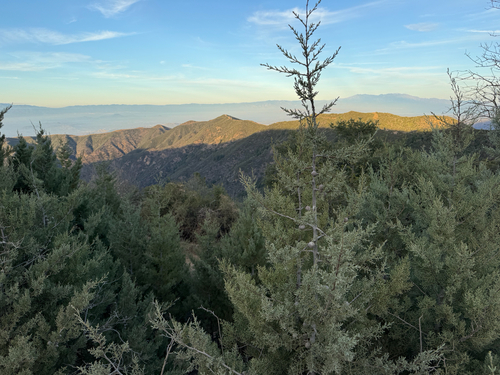 Tecate Cypress (Hesperocyparis forbesii)