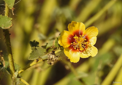 Abutilon hirtum
