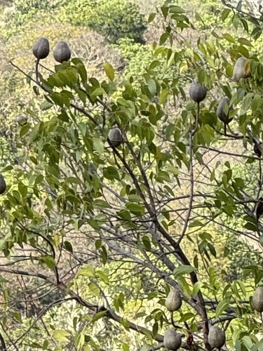 Swietenia mahagoni, 2025-12-13