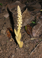 Balanophora latisepala