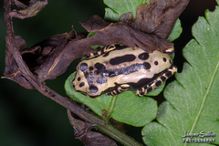 Osteocephalus mimeticus