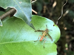 Mischocyttarus angulatus