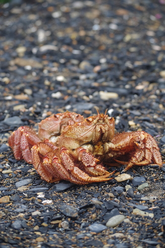 Erimacrus isenbeckii observed 2020-08-23