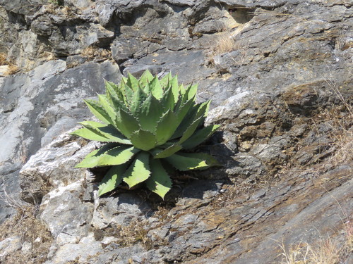 Agave cupreata