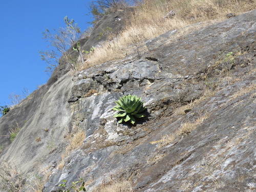 Agave cupreata