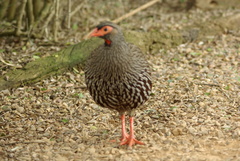Pternistis afer castaneiventer