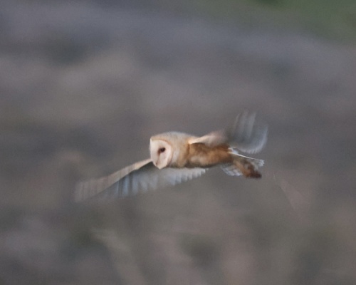 View observation of {o.common_name} on iNaturalist