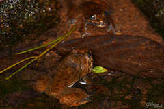 Limnonectes kuhlii