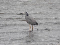 Egretta novaehollandiae