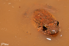Limnonectes microdiscus