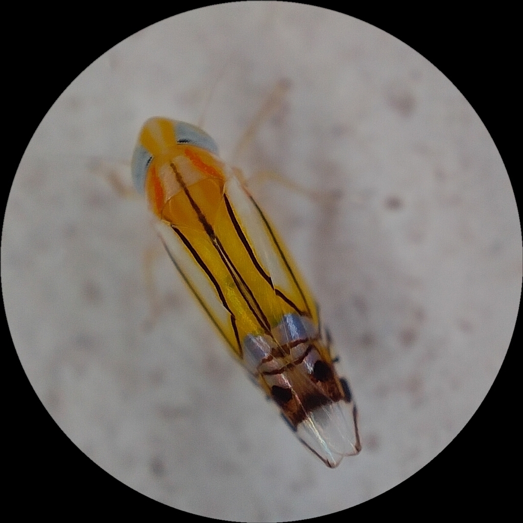 Rhabdotalebra signata