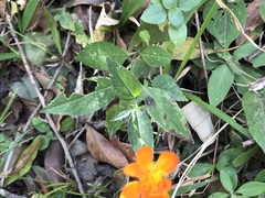 Comaclinium montanum