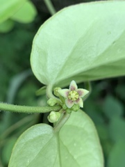 Vincetoxicum anomalum