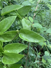 Vincetoxicum anomalum