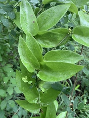 Vincetoxicum anomalum