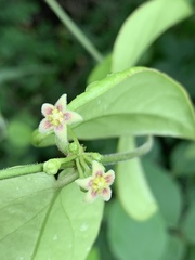 Vincetoxicum anomalum