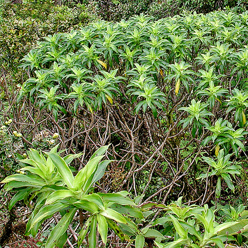 Dubautia plantaginea ssp. plantaginea