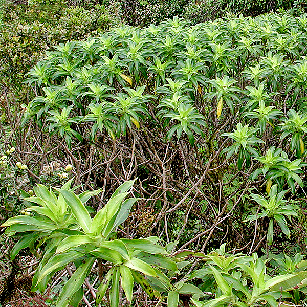 Dubautia plantaginea ssp. plantaginea