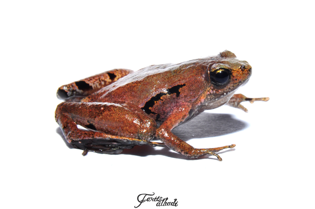 Palmated Chorus Frog