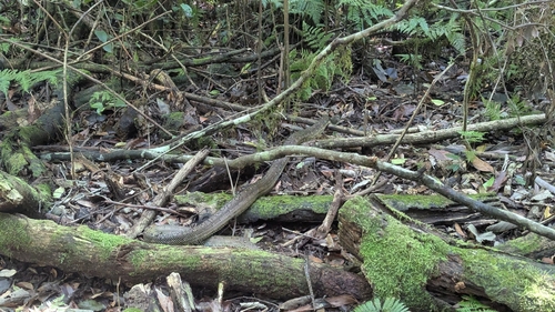 Diamond Python sighting