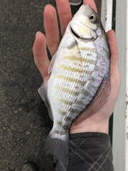 Amphistichus argenteus